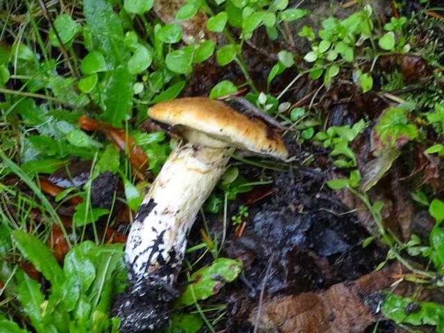 Image of Suillus caerulescens A. H. Sm. & Thiers 1964