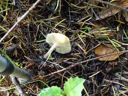 Image of Clitocybe fragrans (With.) P. Kumm. 1871