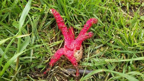 Image of Clathrus