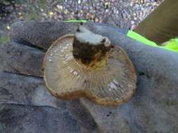 Слика од Lactarius californiensis Hesler & A. H. Sm. 1979