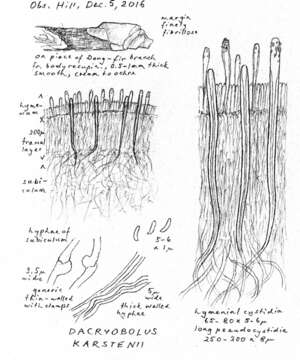 Image of Dacryobolus