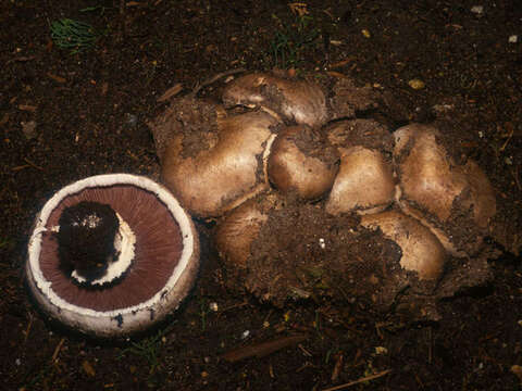 Image of Agaricus