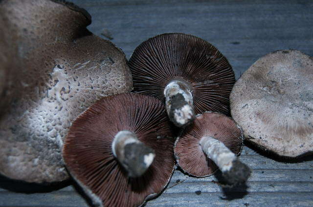 Image of Agaricus cupreobrunneus (Jul. Schäff. & Steer) Pilát 1951