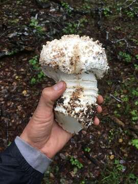 Image of Amanita magniverrucata Thiers & Ammirati 1982