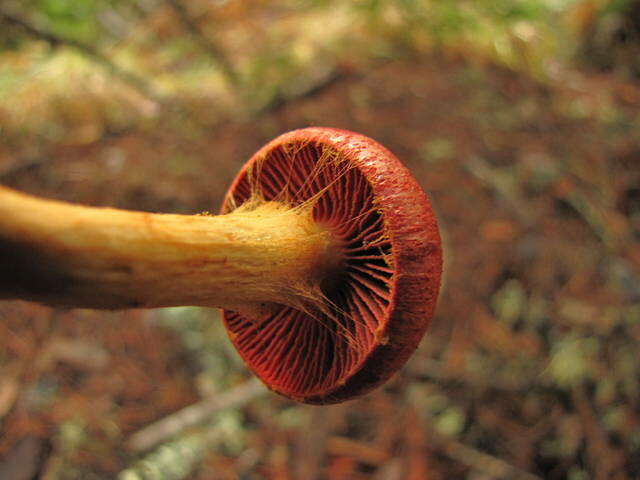 Image of Cortinarius smithii Ammirati, Niskanen & Liimat. 2013