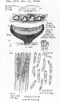 Image de Mollisia ventosa P. Karst. 1871