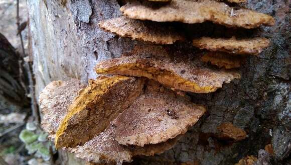 صورة Phellinus