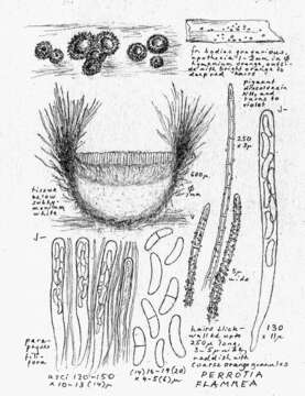 Sivun Hyaloscyphaceae kuva