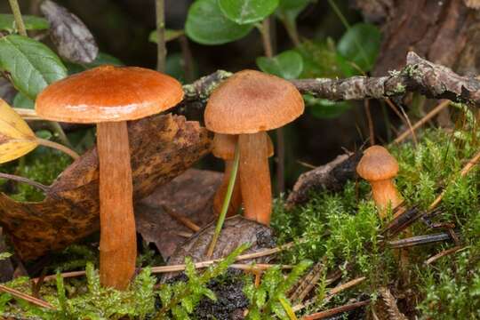 Image of Cortinarius subminiatopus Kytov., Niskanen & Liimat. 2017