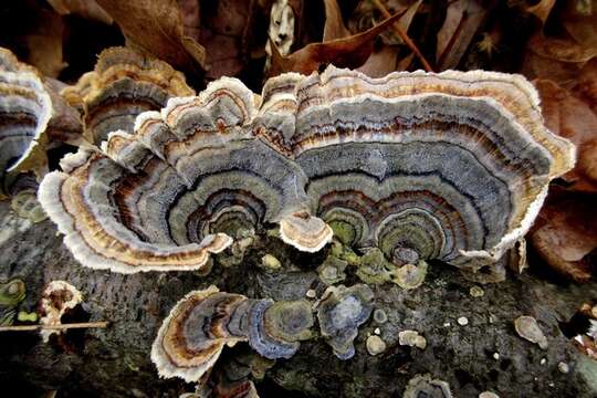 Image of Trametes