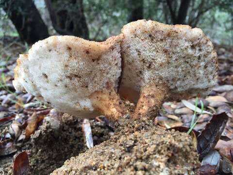 Imagem de Polyporus