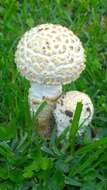 Image of Saproamanita