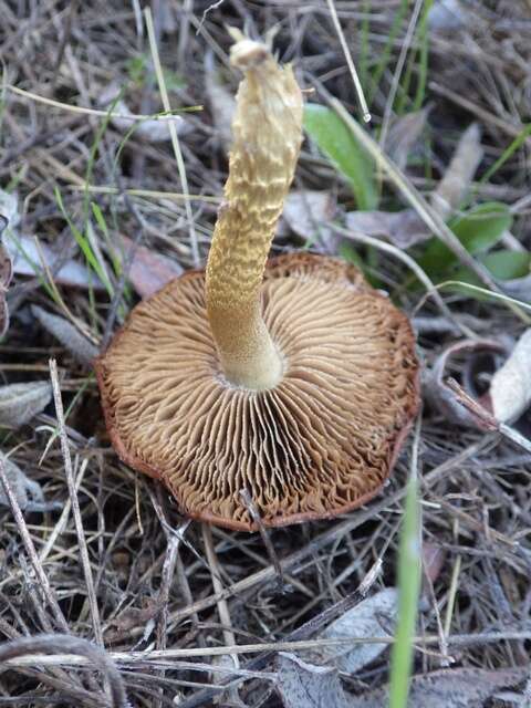 Image of Pholiota