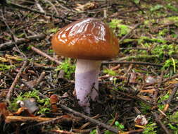 Image of Cortinarius vanduzerensis A. H. Sm. & Trappe 1972