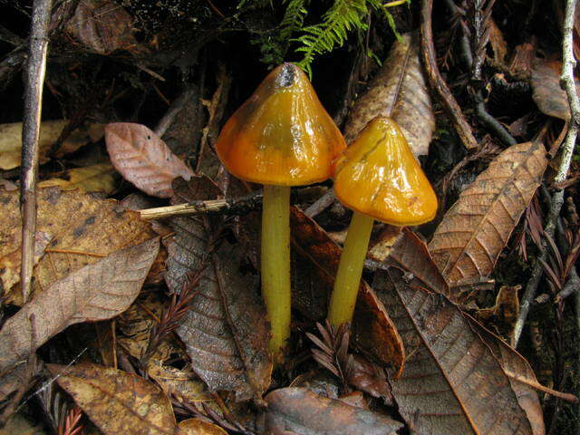 Image of Hygrocybe singeri (A. H. Sm. & Hesler) Singer 1958