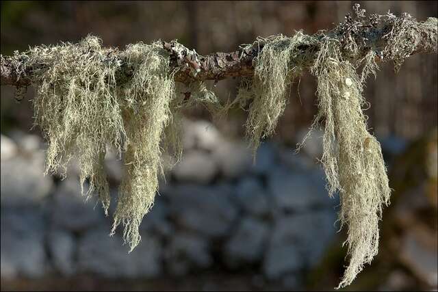 Image of Beard Lichen
