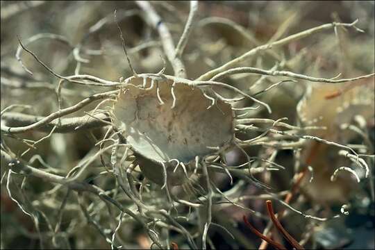 Image of Beard Lichen