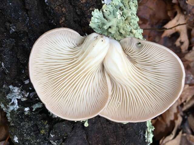 Image of Pleurotus