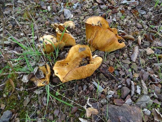 Image of Lactarius alnicola A. H. Sm. 1960