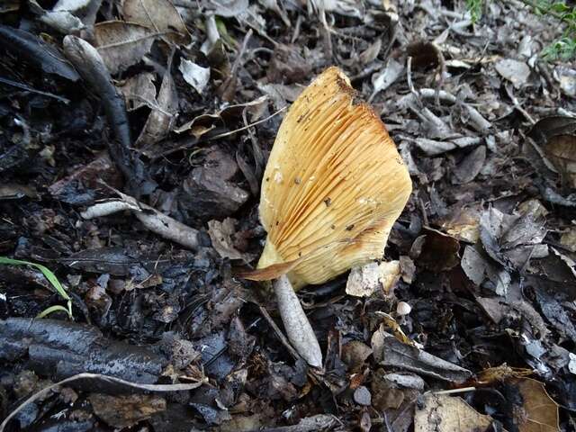 Image of Lactarius alnicola A. H. Sm. 1960