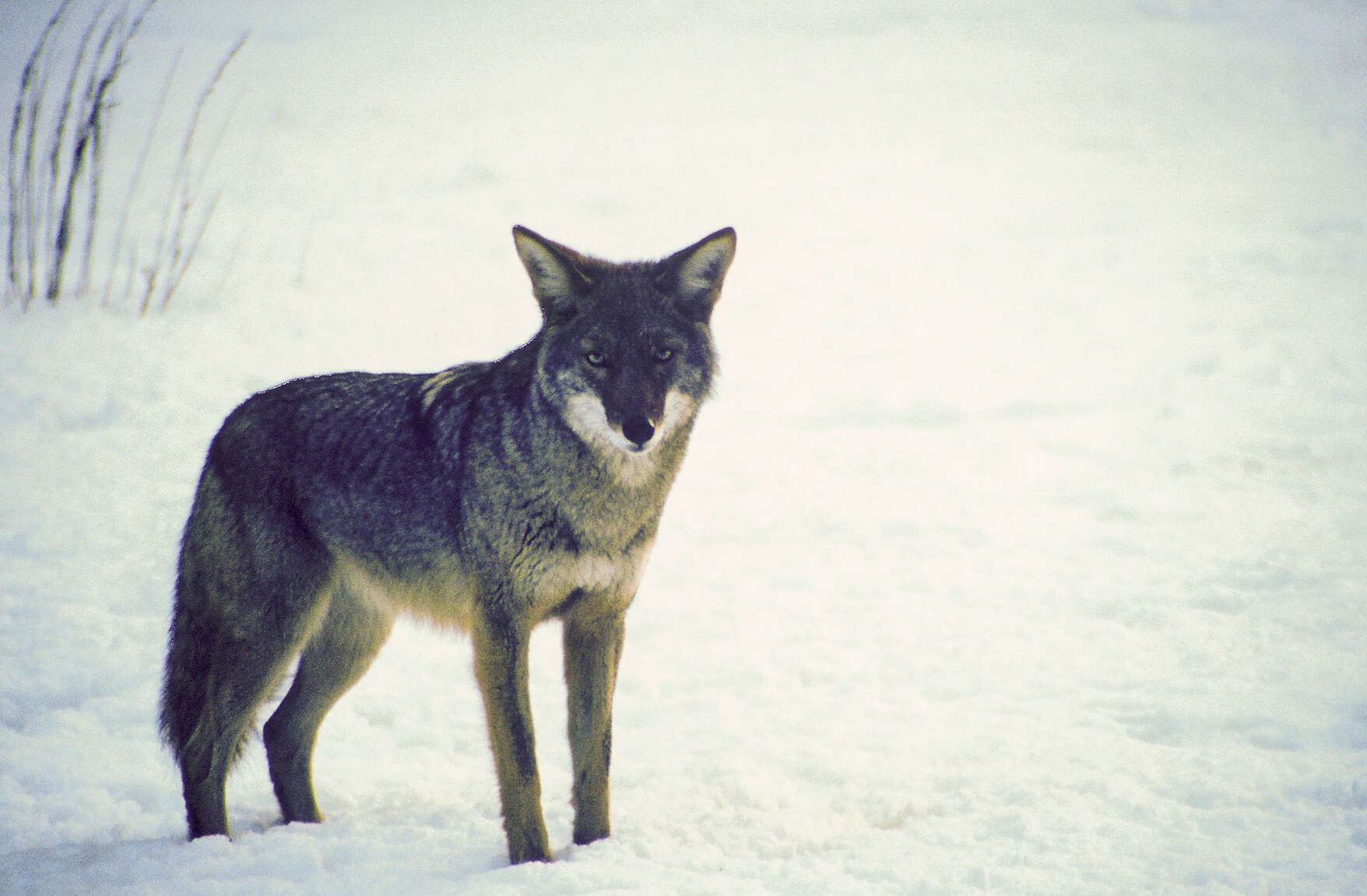 Image of American jackal