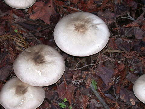 Image of Agaricus