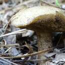 Image de Suillus fuscotomentosus Thiers & A. H. Sm. 1964