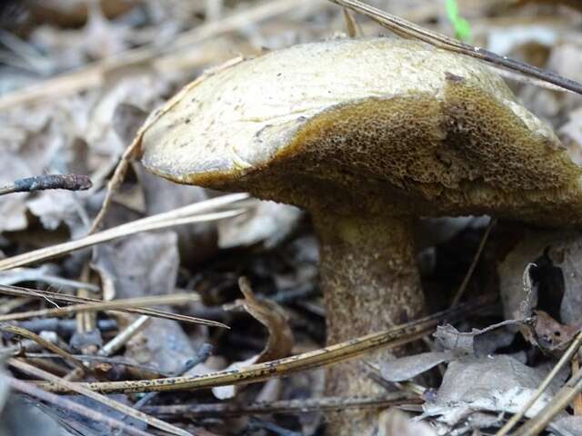 Image of Suillus fuscotomentosus Thiers & A. H. Sm. 1964