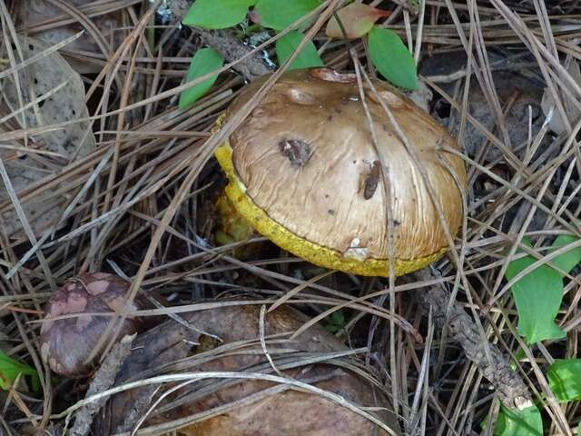 Imagem de Suillus pungens Thiers & A. H. Sm. 1964