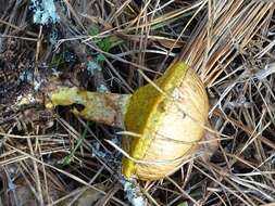 Imagem de Suillus pungens Thiers & A. H. Sm. 1964