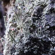 Image of <i>Cladonia macilenta</i> Hoffm.