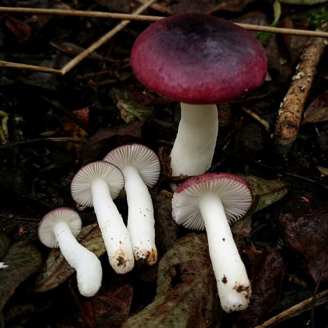 Image of Russula atrorubens Quél. 1898