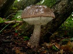 Image of Leccinum melaneum (Smotl.) Pilát & Dermek 1974