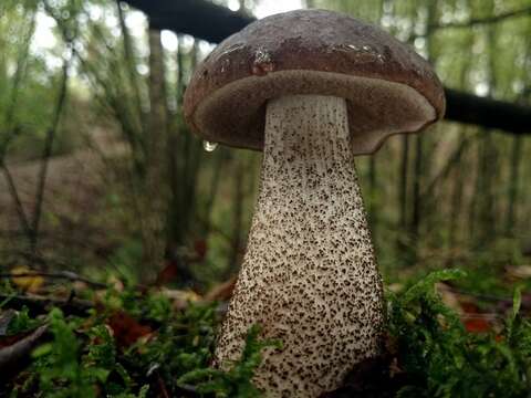 Image of Leccinum melaneum (Smotl.) Pilát & Dermek 1974