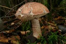 Image of Leccinum