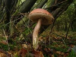 Image of Leccinum