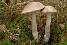 Image de Leccinum