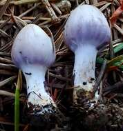 Image of <i>Inocybe ionocephala</i>