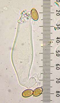 Image of <i>Inocybe ionocephala</i>