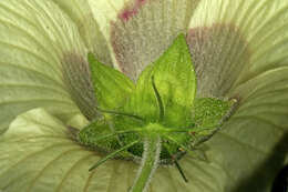 Hibiscus vitifolius L.的圖片