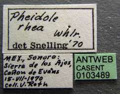 Pheidole rhea Wheeler 1908 resmi