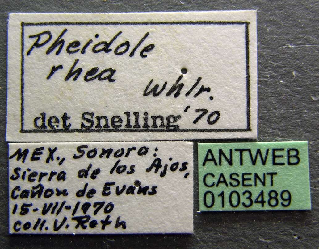 Pheidole rhea Wheeler 1908 resmi