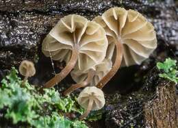 Mycena meliigena (Berk. & Cooke) Sacc. 1887 resmi