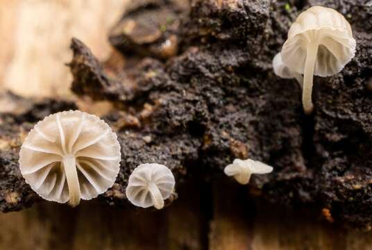 Image of Mycena meliigena (Berk. & Cooke) Sacc. 1887