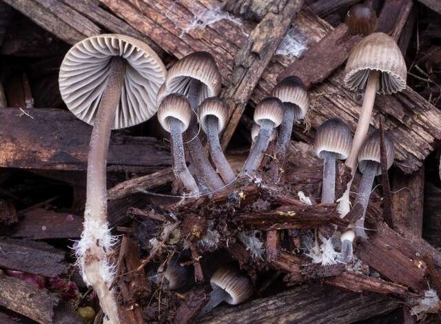 Imagem de Mycena leptocephala (Pers.) Gillet 1876