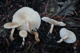 Image of Clitocybe fragrans (With.) P. Kumm. 1871