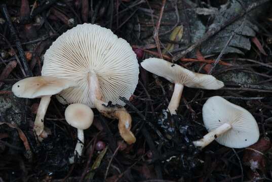 Plancia ëd Clitocybe fragrans (With.) P. Kumm. 1871