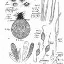 Image of Podospora curvicolla (G. Winter) Niessl 1883
