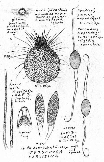 Image of Podospora tarvisina (Sacc.) J. H. Mirza & Cain 1970