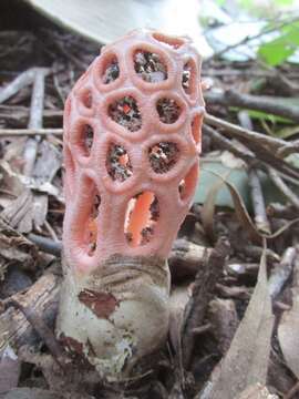 Imagem de Clathrus transvaalensis Eicker & D. A. Reid 1990